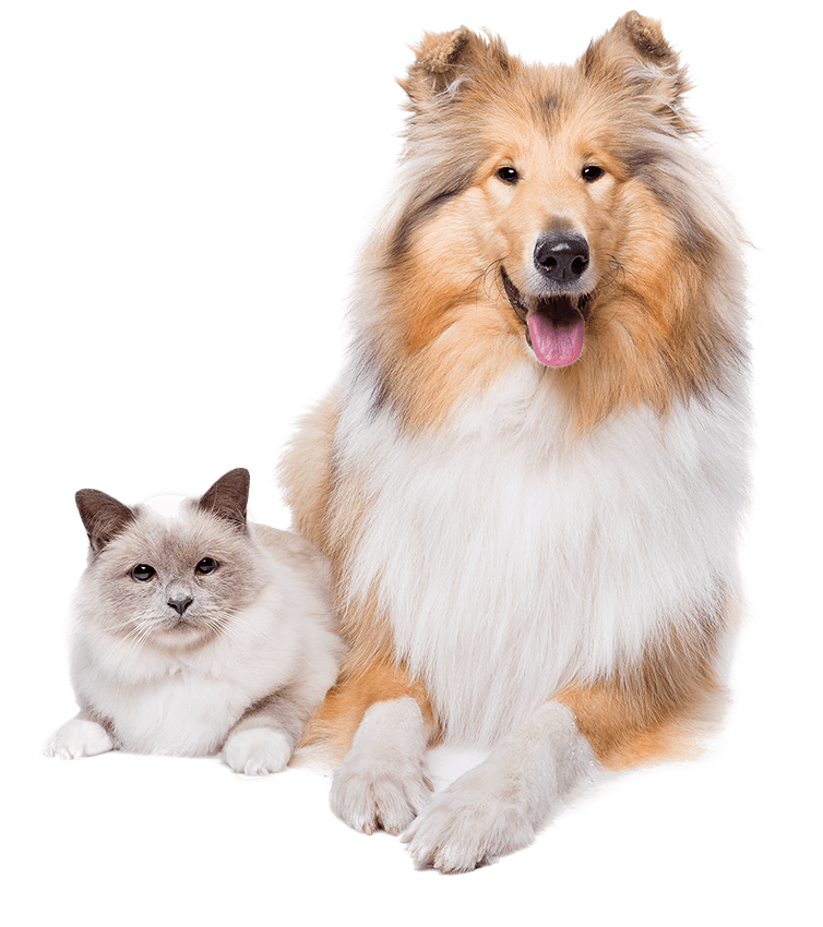 pets-P9JXS8D-1